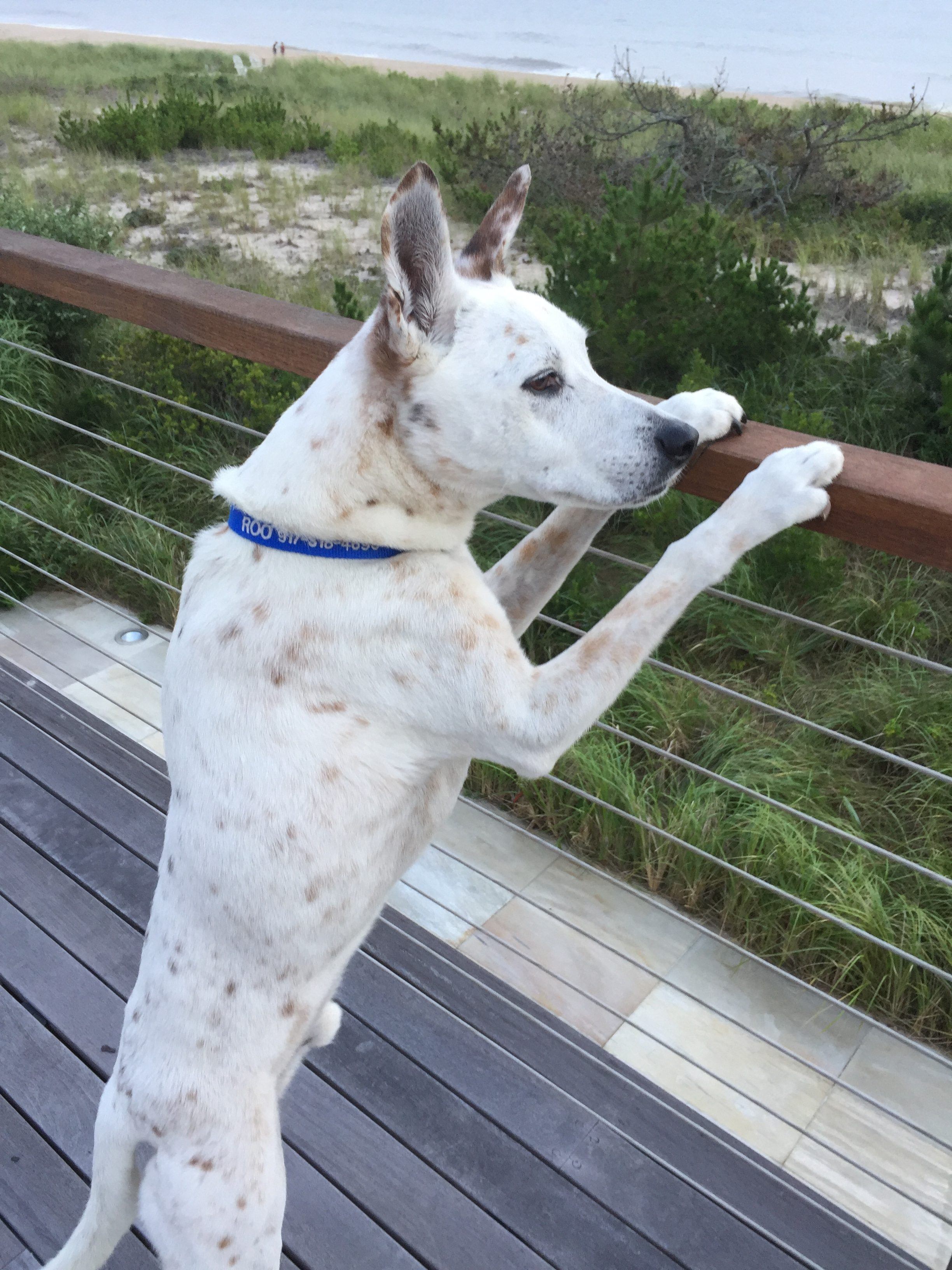 IMG_0273-e1511973030464