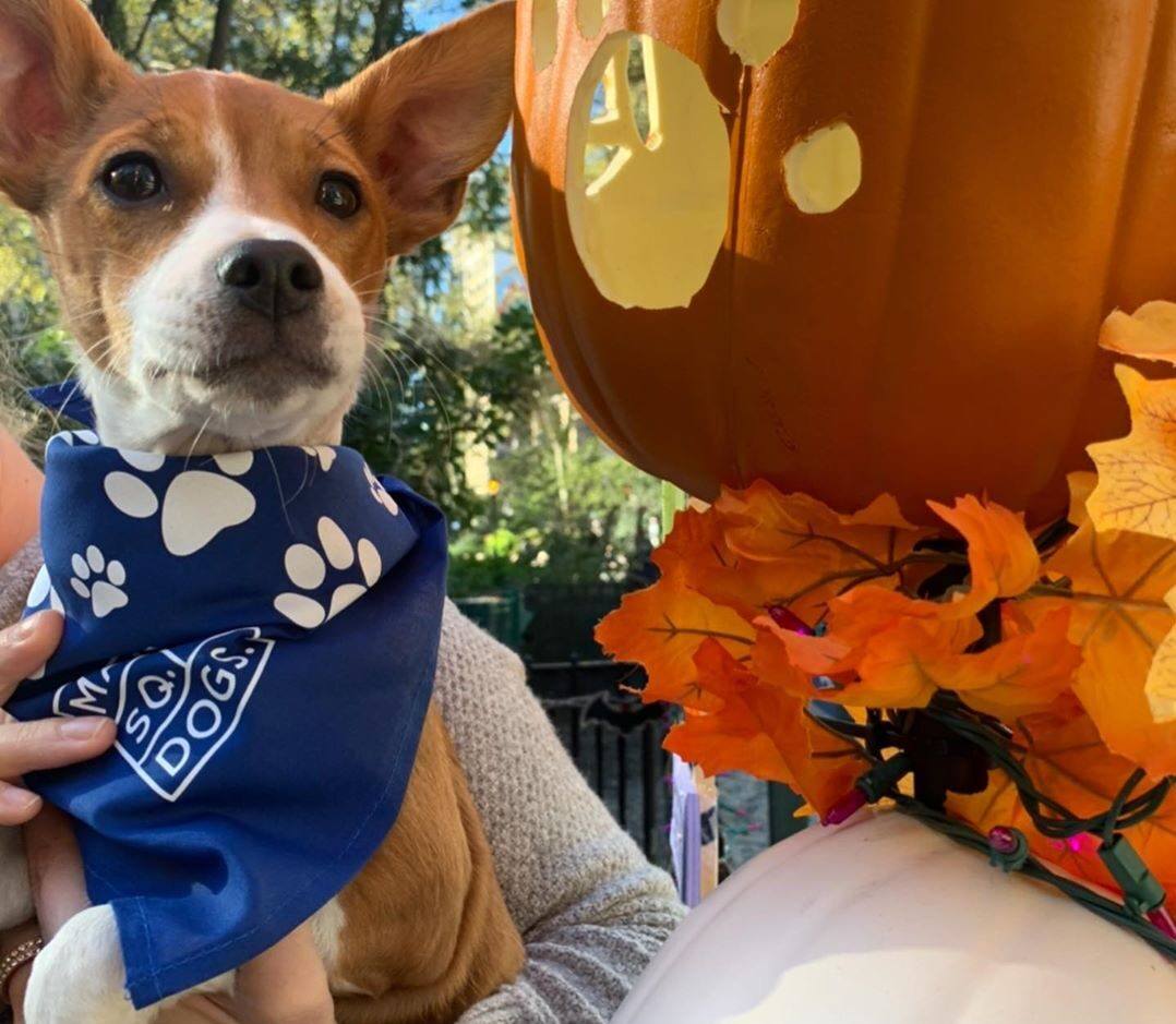 75244429_655826478275503_5010133470091596197_n-e1602768663274