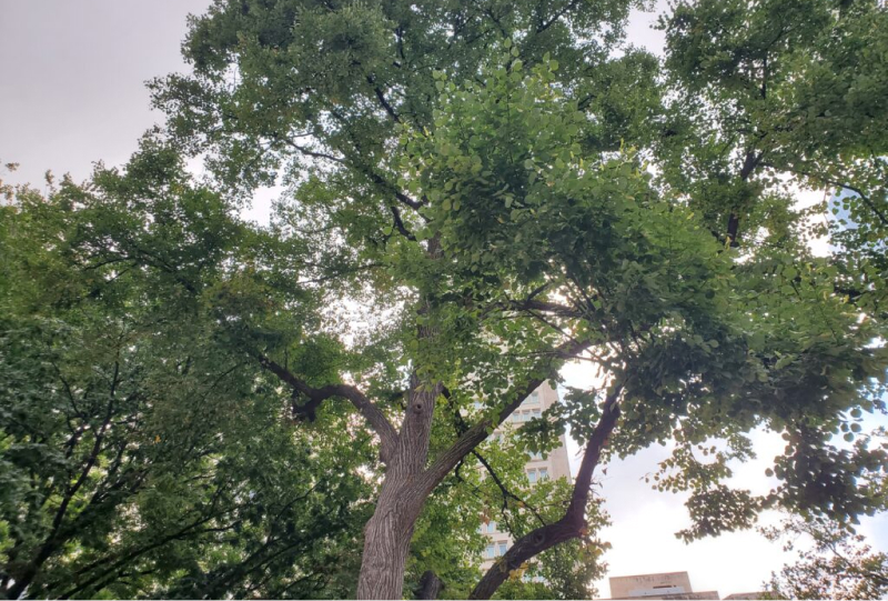 Littleleaf Linden: Tree with a Past - Arbor Day Blog