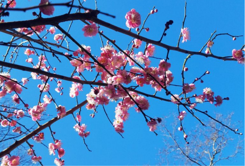 japricot❇︎ページ Arboretum - Japanese apricot — Madison Square Park Conservancy