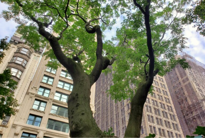 Arboretum Tree of heaven — Madison Square Park Conservancy