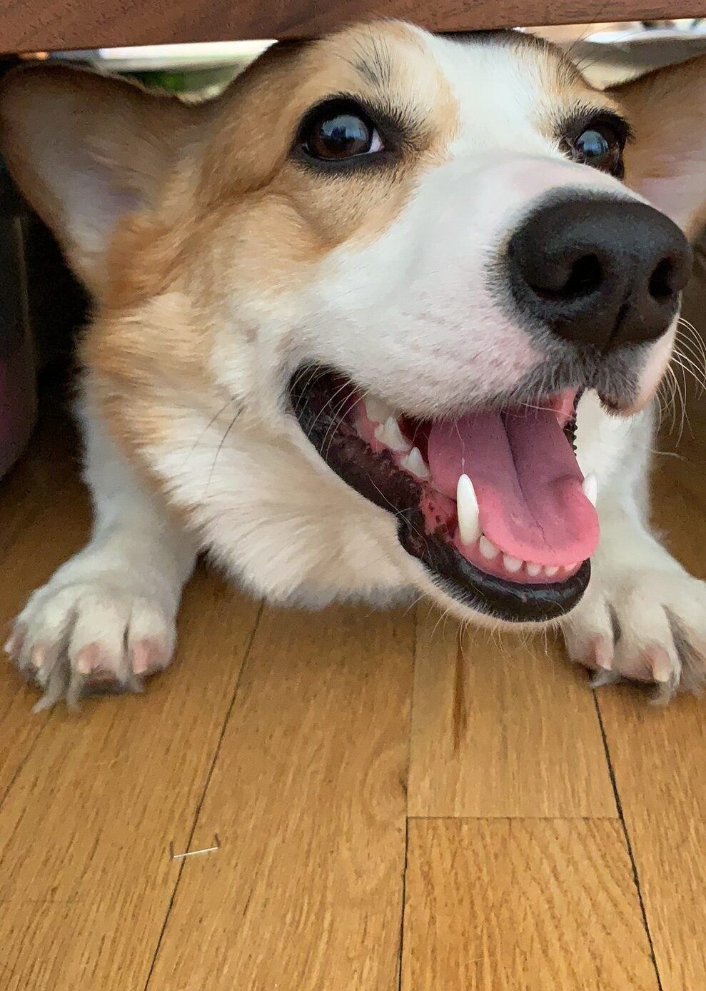 Willow-at-home-1-rotated-1