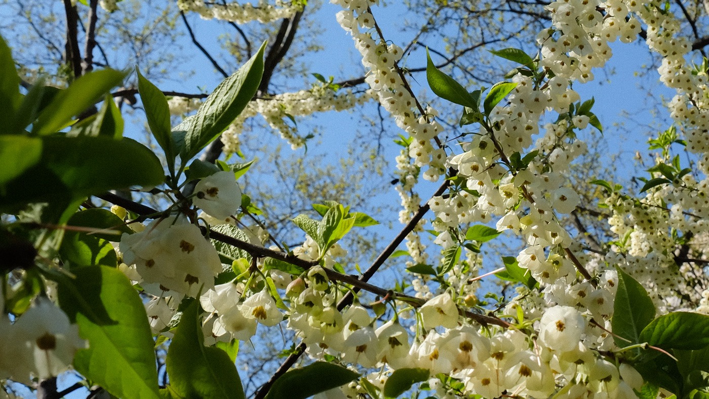 Arboretum - Carolina silverbell — Madison Square Park Conservancy