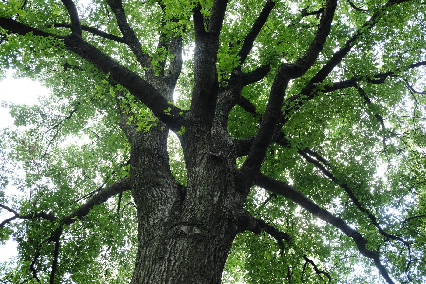 Arboretum - Red oak — Madison Square Park Conservancy