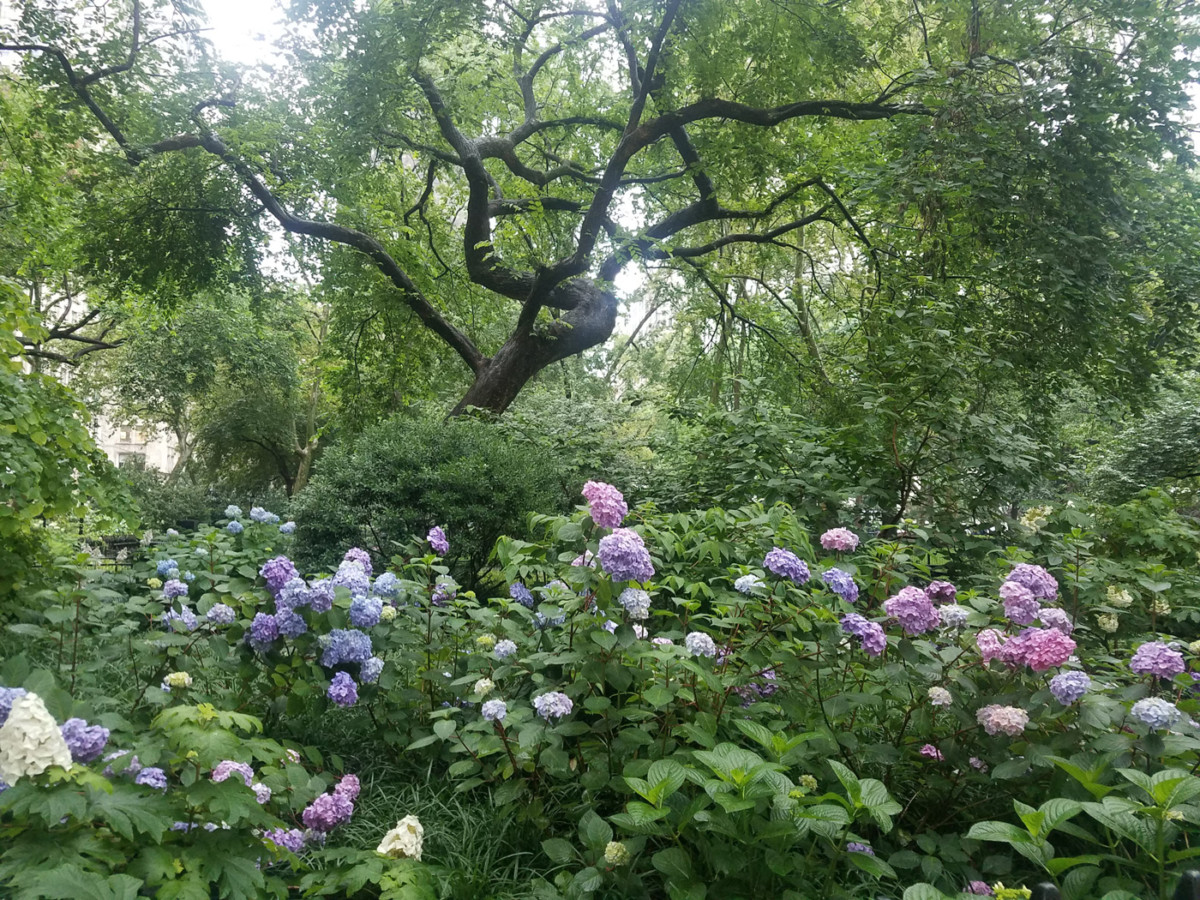 Arboretum - Wych elm — Madison Square Park Conservancy