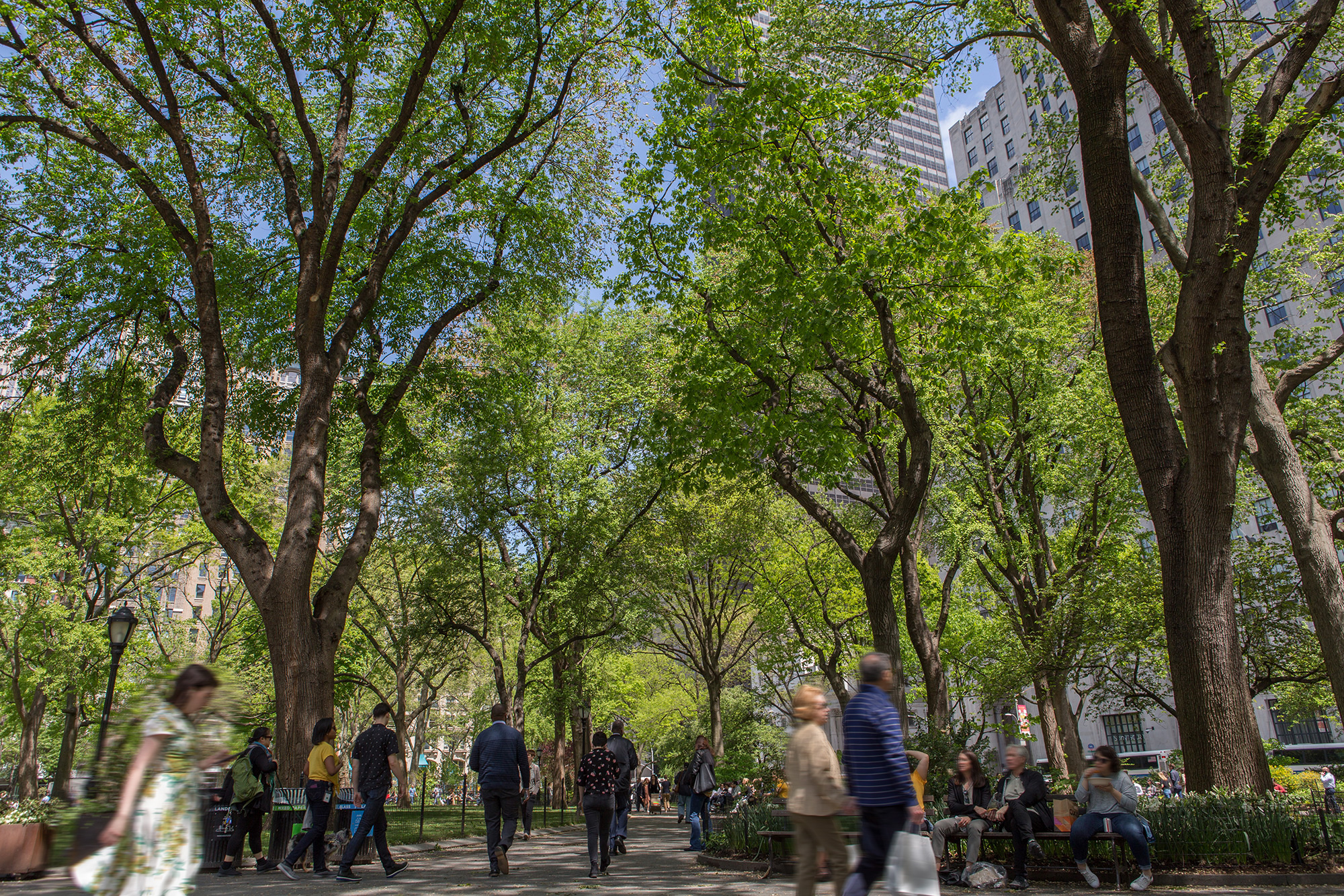 Mspc Treeline Walkway