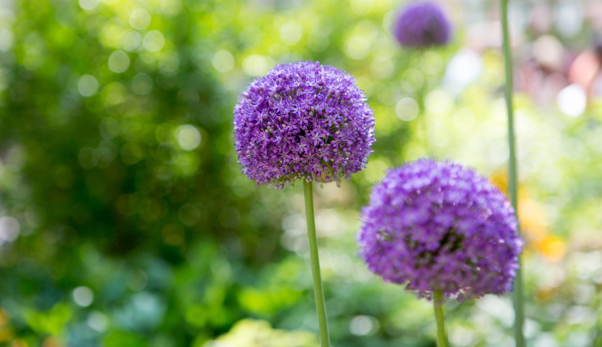 Allium PurpleSensation 5of5