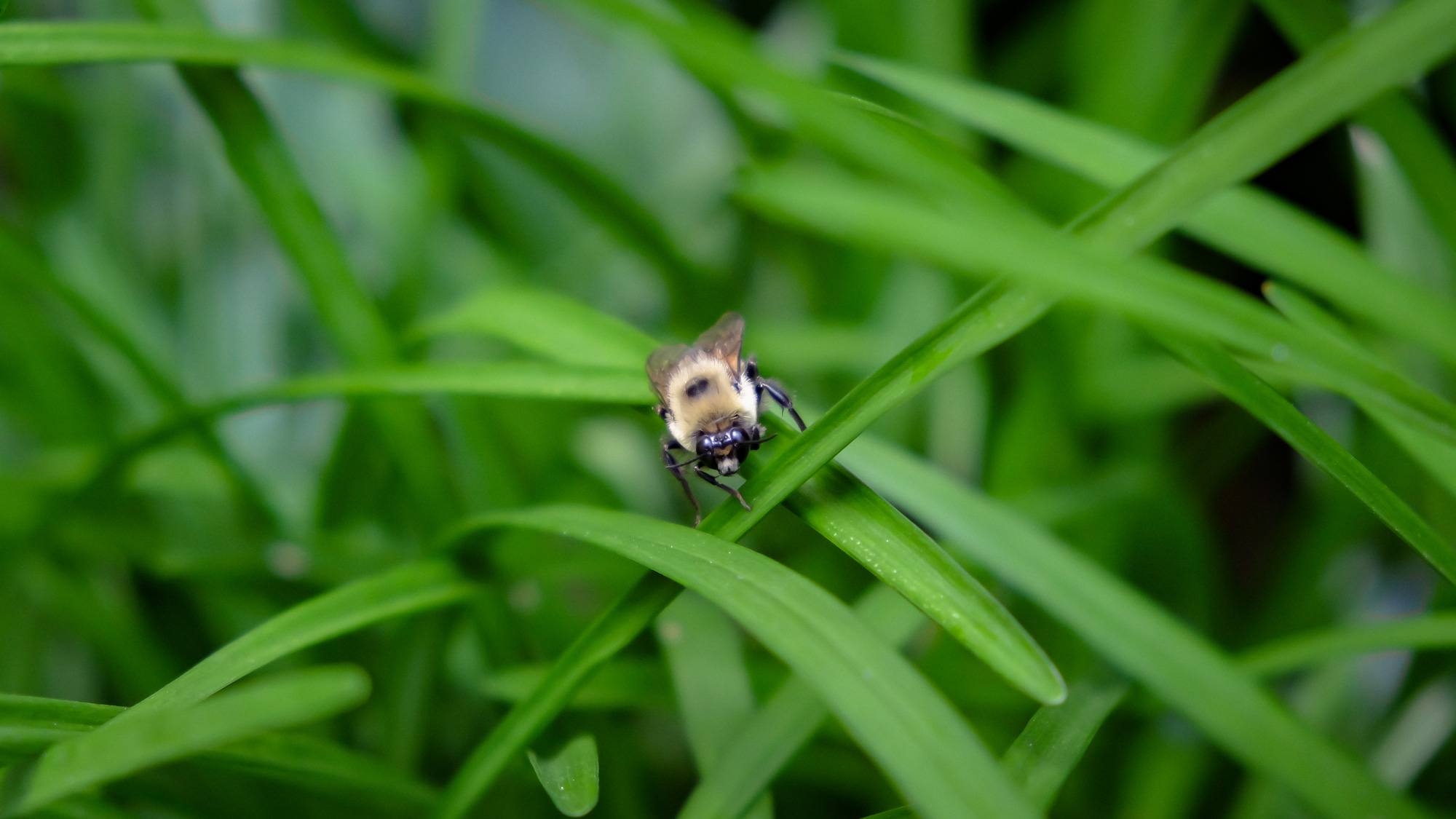 Commonbumblebee