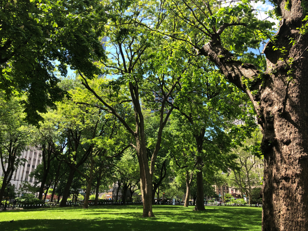 Caring for an Arboretum — Madison Square Park Conservancy
