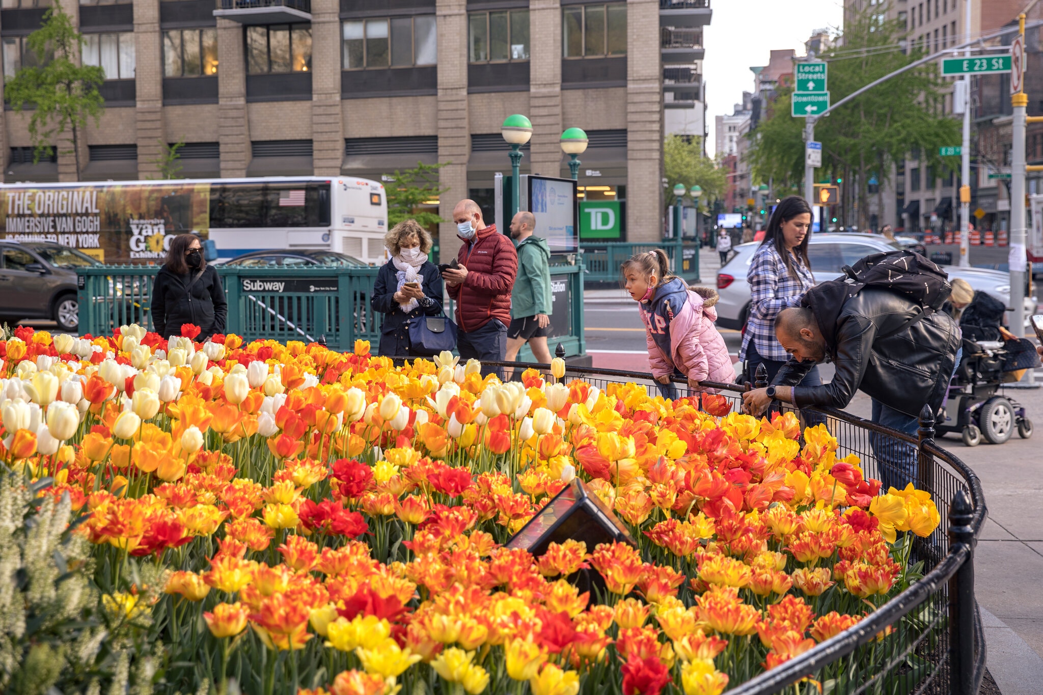27TULIPS-madison-square-park-superJumbo