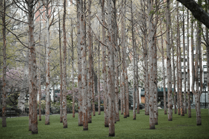 Maya Lin, Ghost Forest, 2021. Photo: Andy Romer