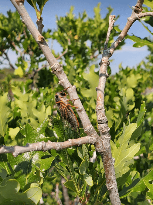 Screen Shot 2021-06-30 at 4.57.43 PM