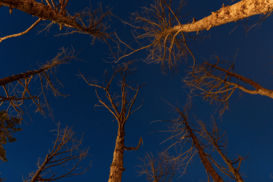 Maya Lin: Ghost Forest Seedlings