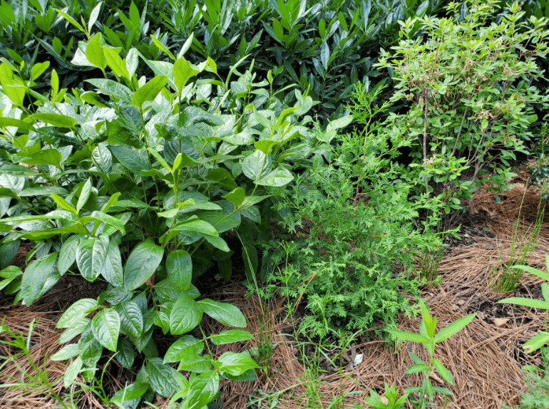 Screen Shot 2021 07 13 At 1.50.07 PM