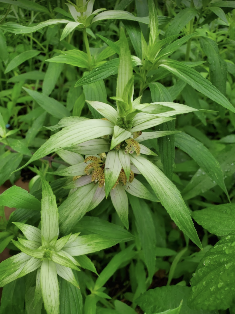 why-native-plants-matter-madison-square-park-conservancy