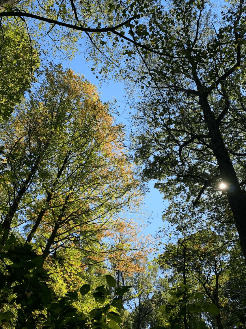 Screen Shot 2021 09 02 At 12.57.15 PM