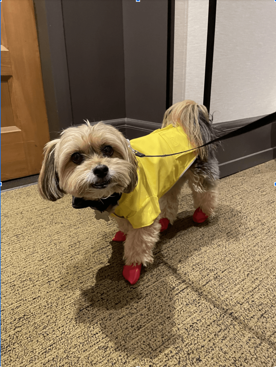 Screen Shot 2021 10 12 At 11.04.03 AM