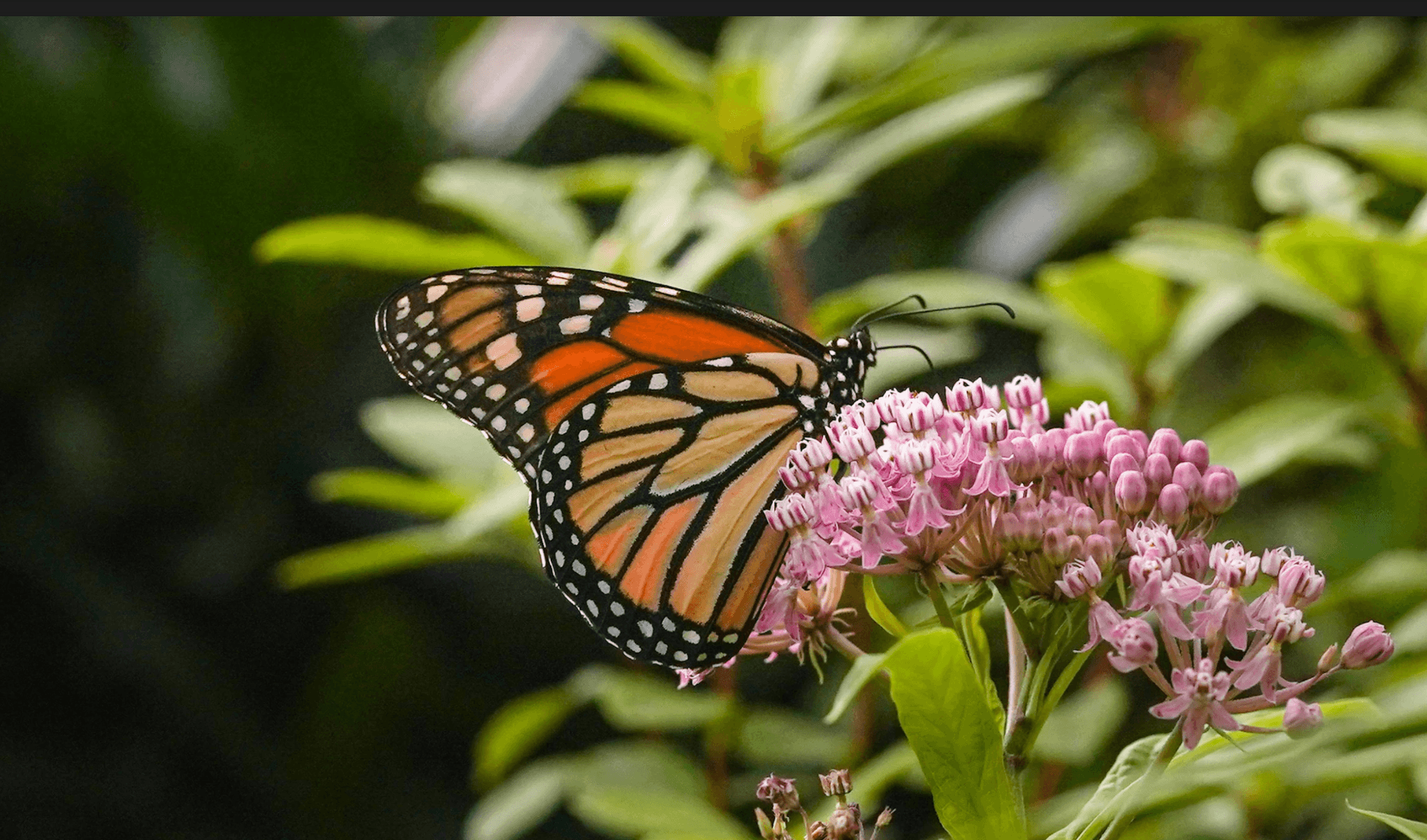 Screen Shot 2021 12 13 At 4.13.24 PM