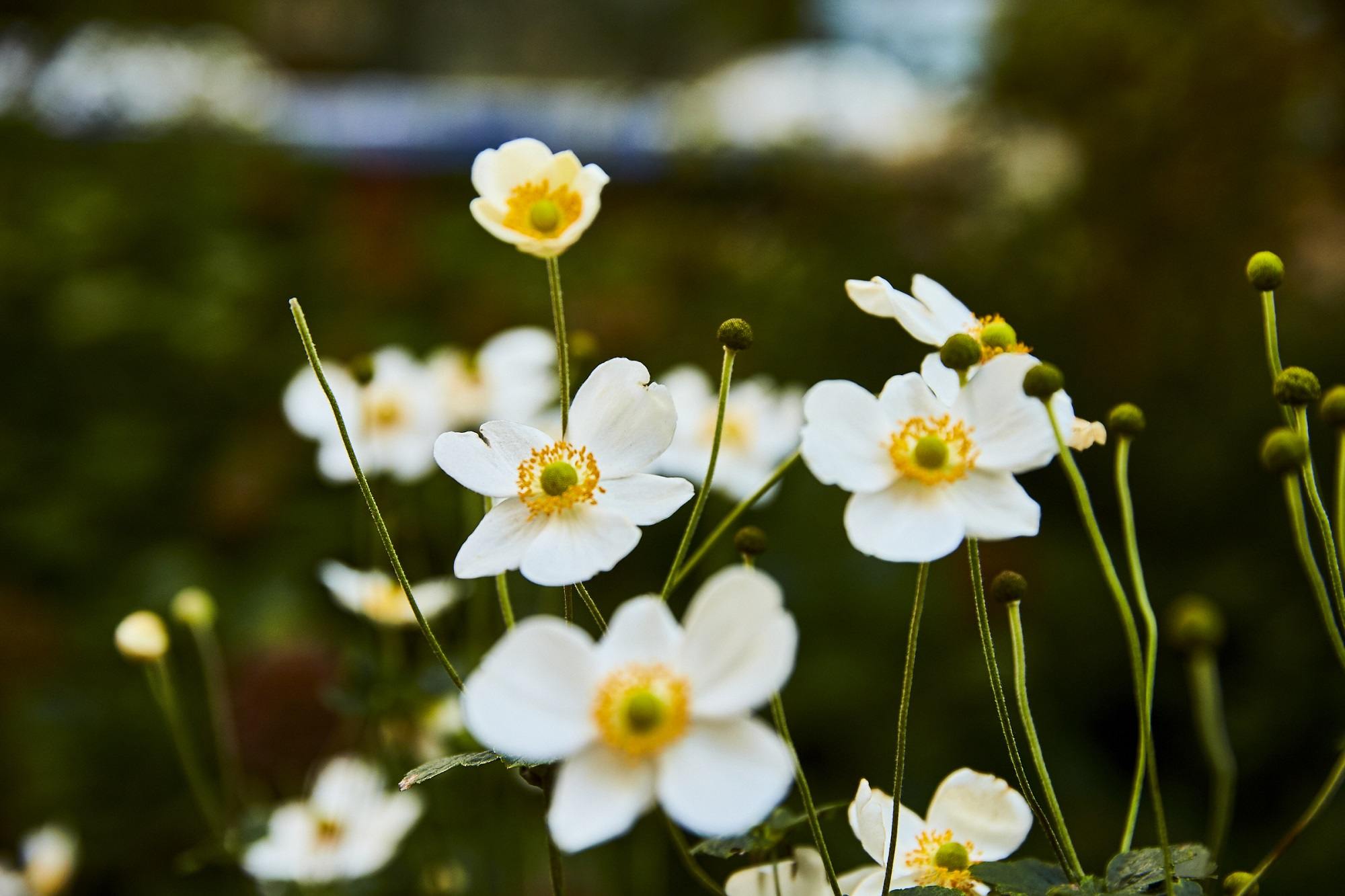 Madison Square Park , NY 2021