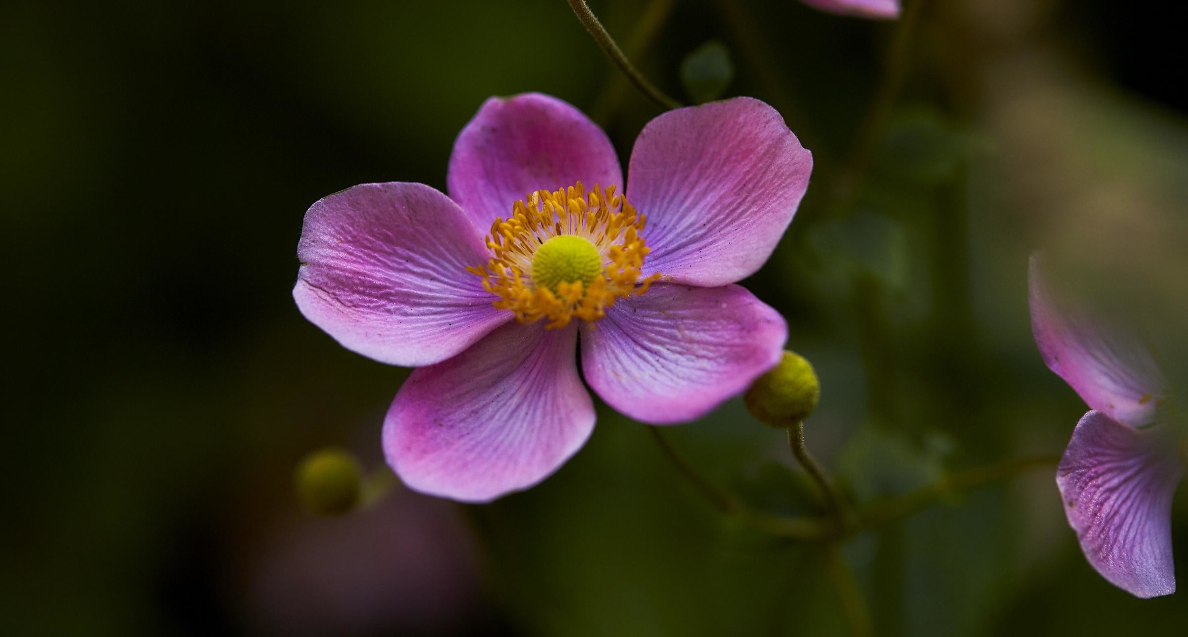 Madison Square Park , NY 2021