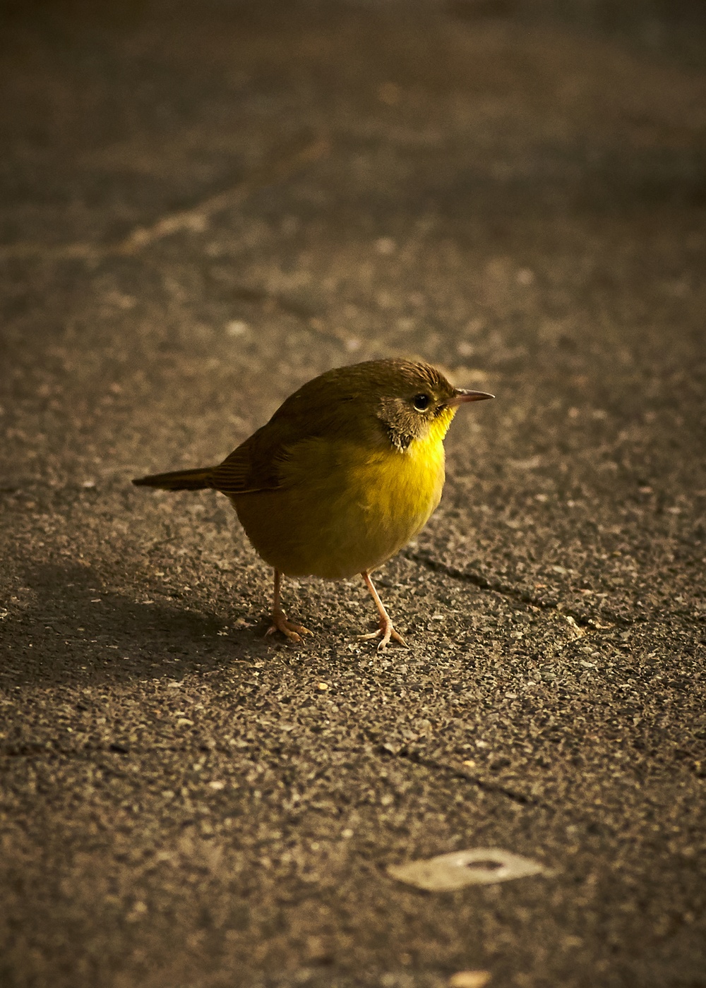 Madison Square Park , NY 2021