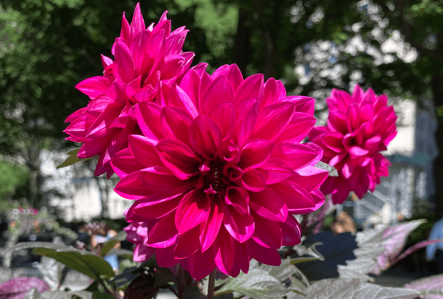 Spring Forward Pinkish PNG