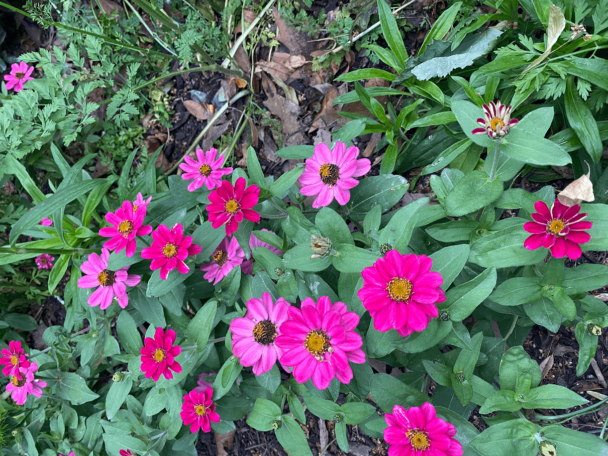 Spring Forward Purple Png