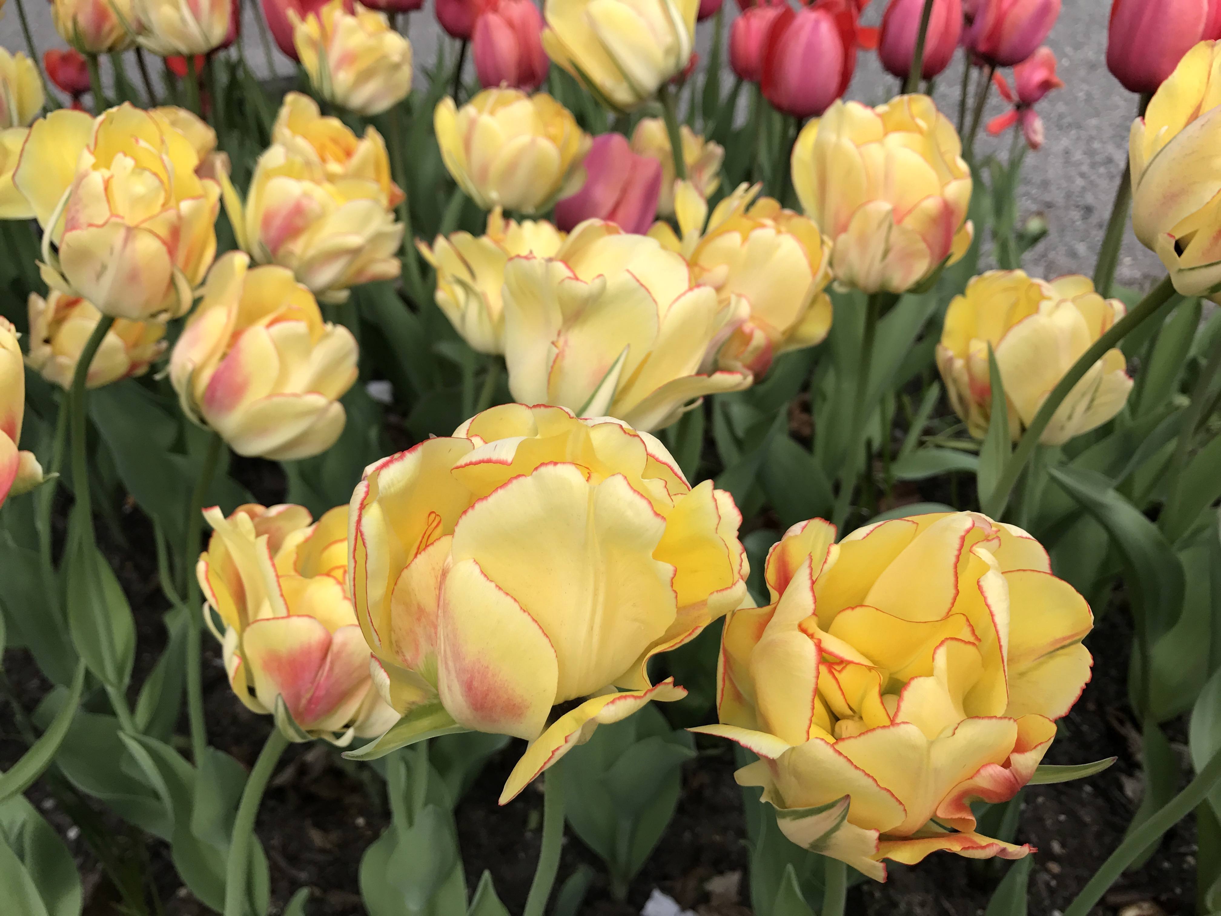 Tulipa ‘Akebono’, Conkling, Van Engelen