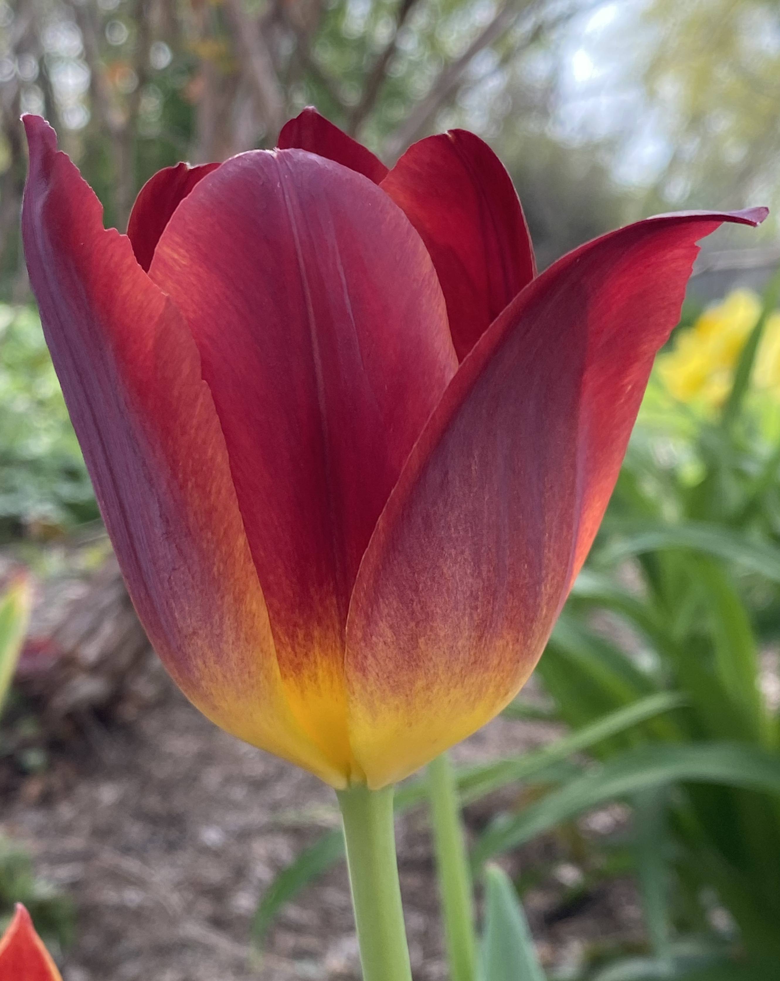 Tulipa ‘Amber Glow’, Seward, Van Engelen