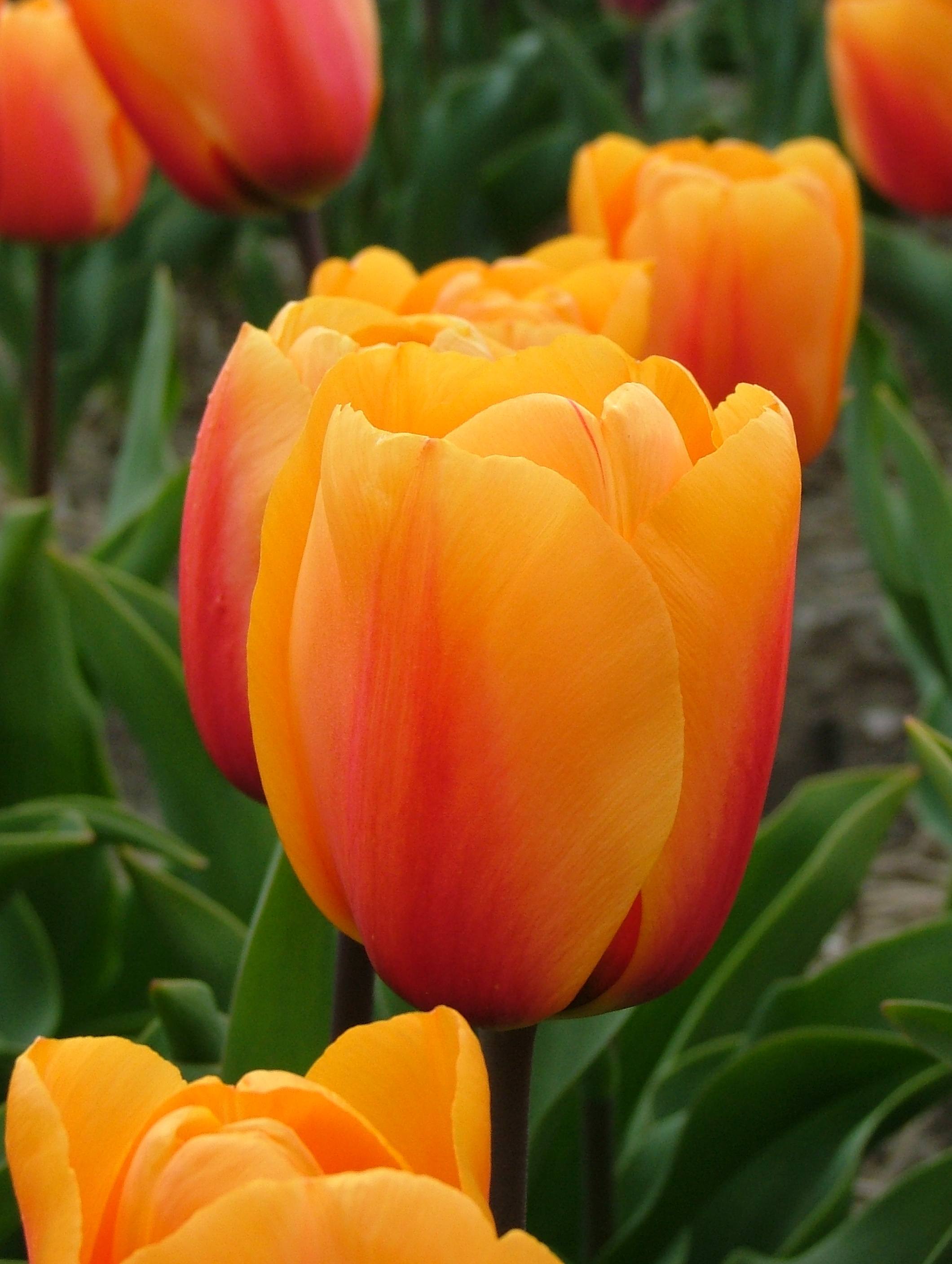 Tulipa ‘Cash’, Conkling, Van Engelen