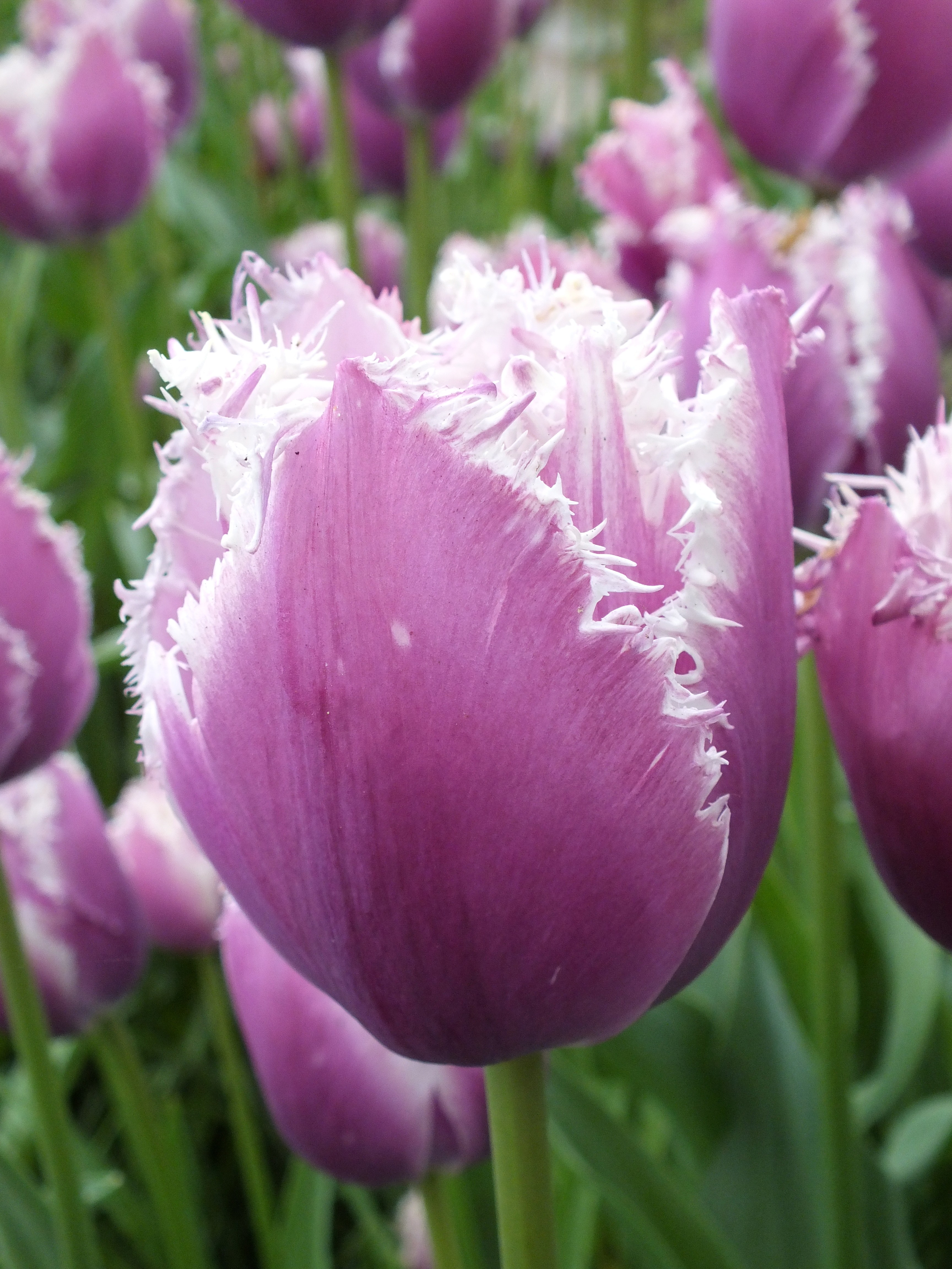 Tulipa ‘Cummins’, Fountain, Van Engelen