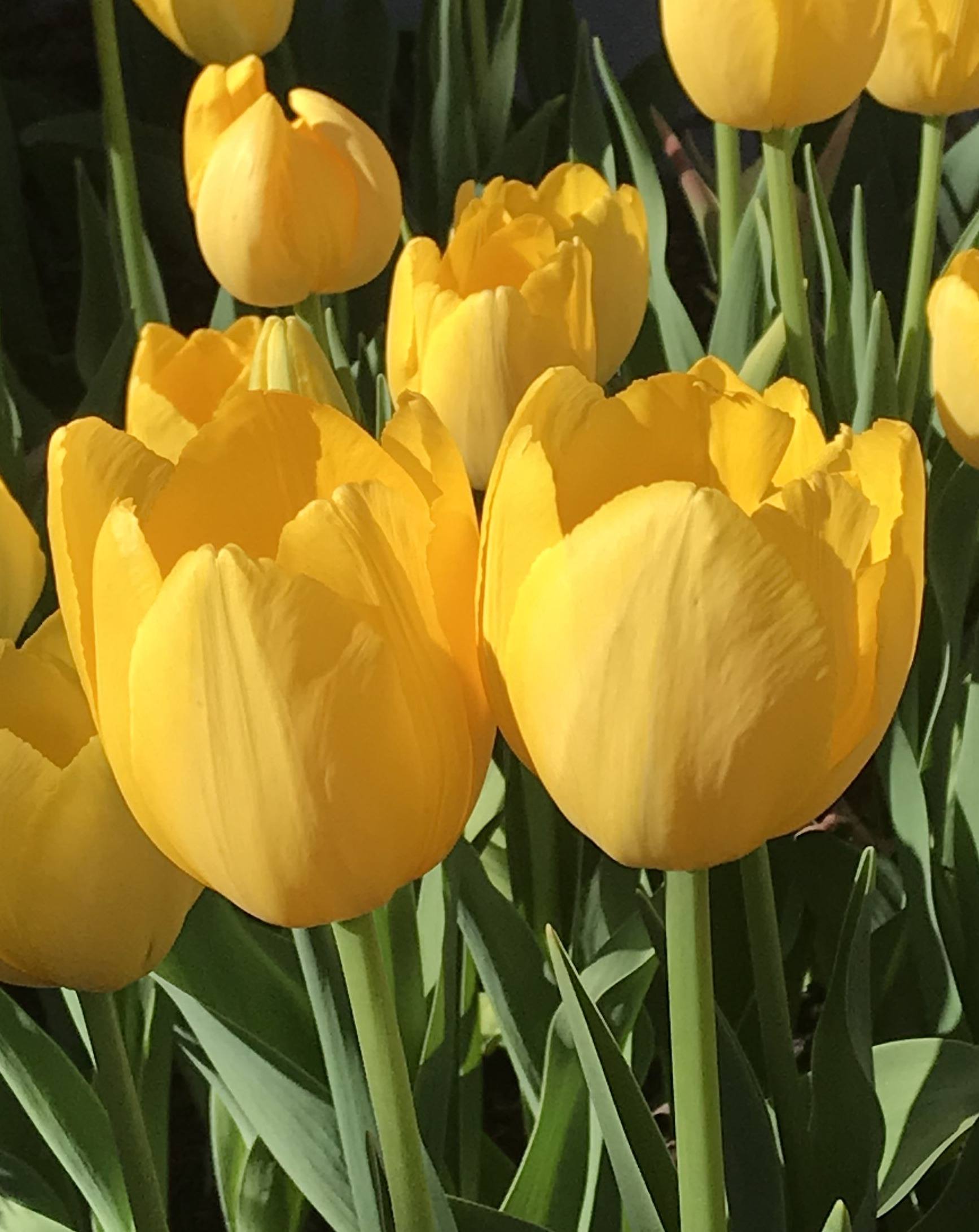 Tulipa ‘Golden Prince Claus’, Seward, Van Engelen