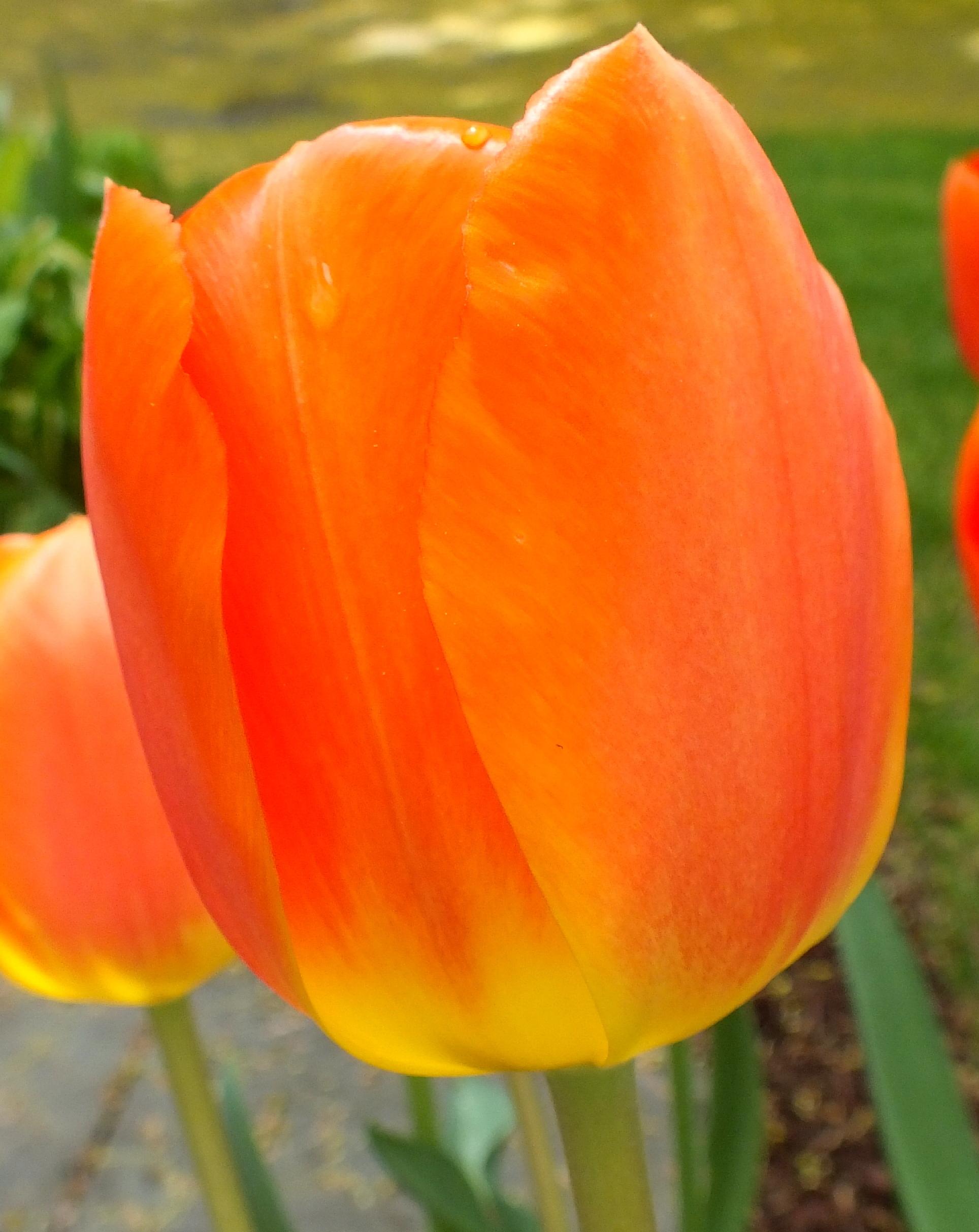 Tulipa ‘Lighting Sun’, Conkling, Van Engelen