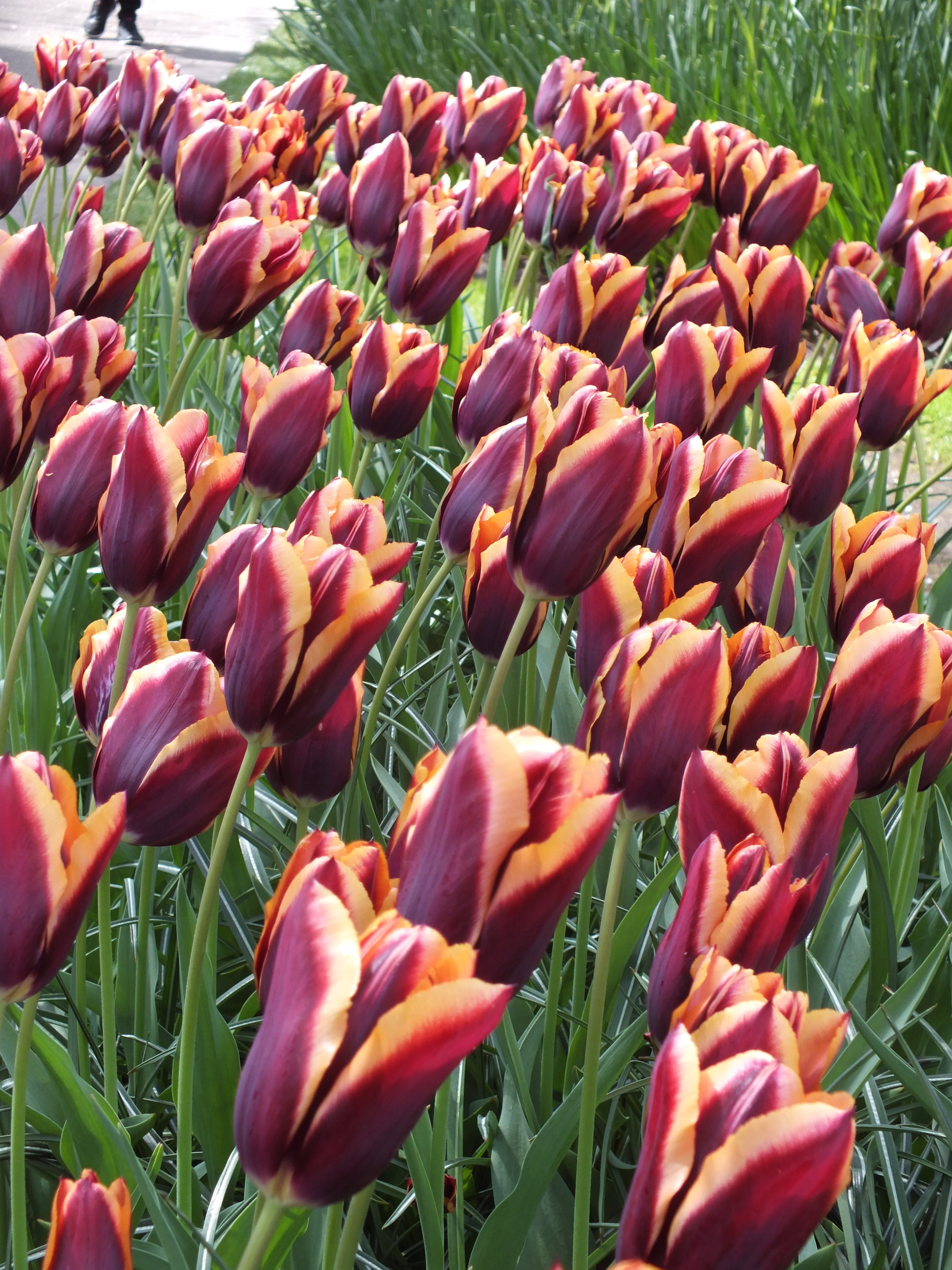Tulipa ‘Slawa’, Seward, Van Engelen