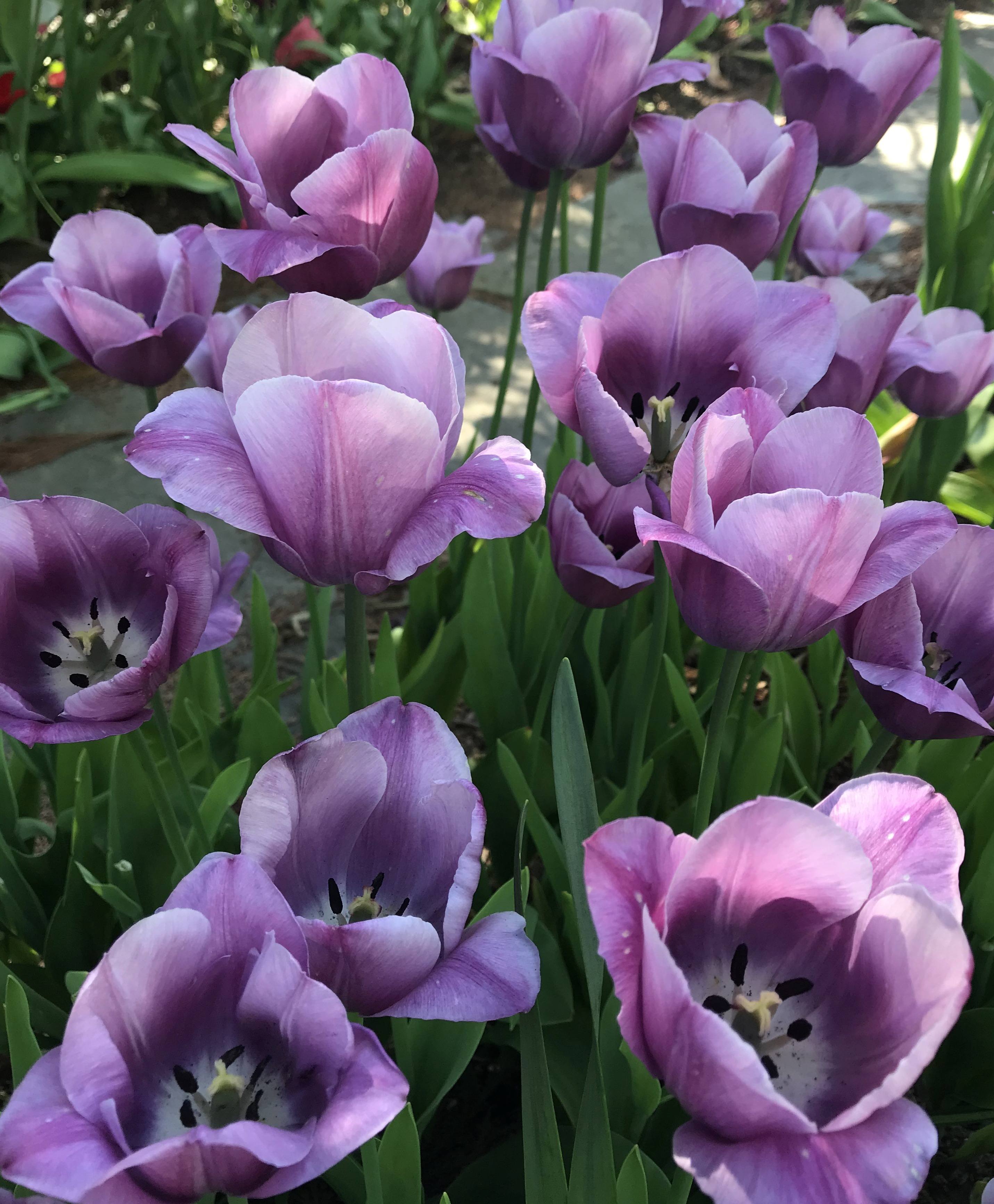 Tulipa ‘Violet Beauty’, Fountain, Van Engelen