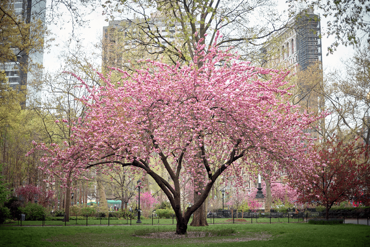 Tree Blossoms, Romer MSPC