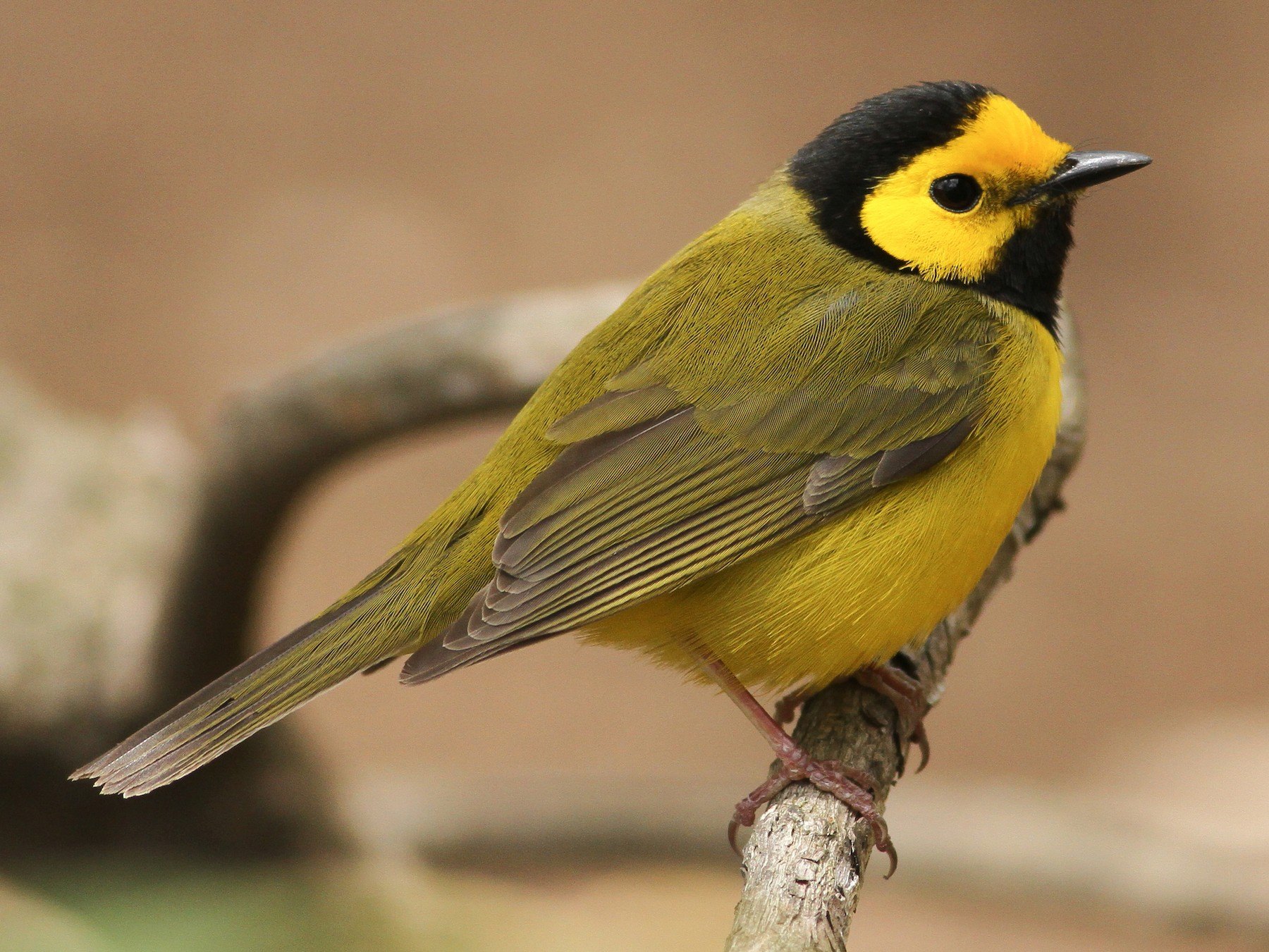 Hooded Warbler Setophaga Citrina