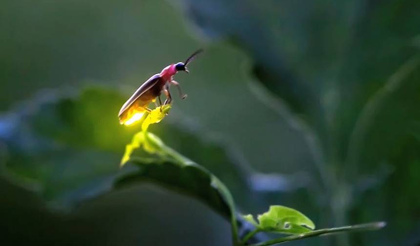 Firefly
