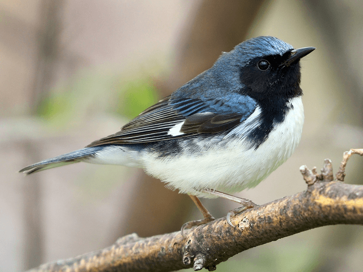 Kousa Dogwood Black Throated Blue Warbler