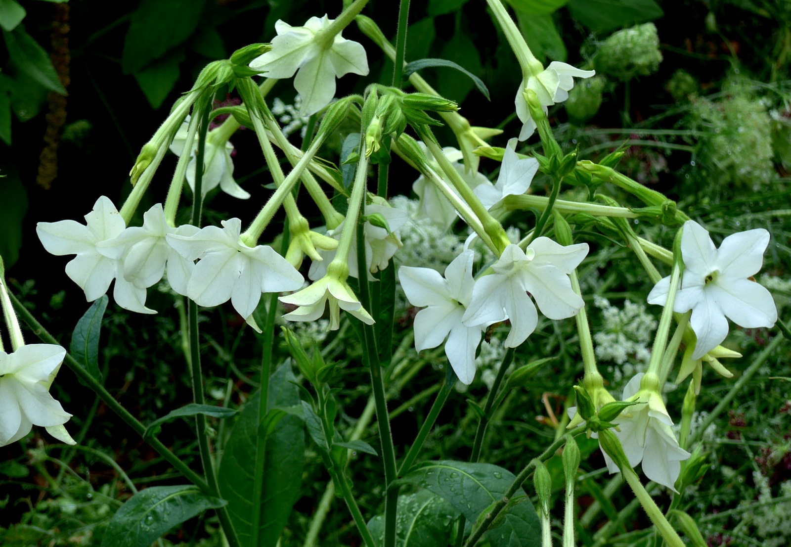 Tips for Growing and Buying Local Cut Flowers — Madison Square Park