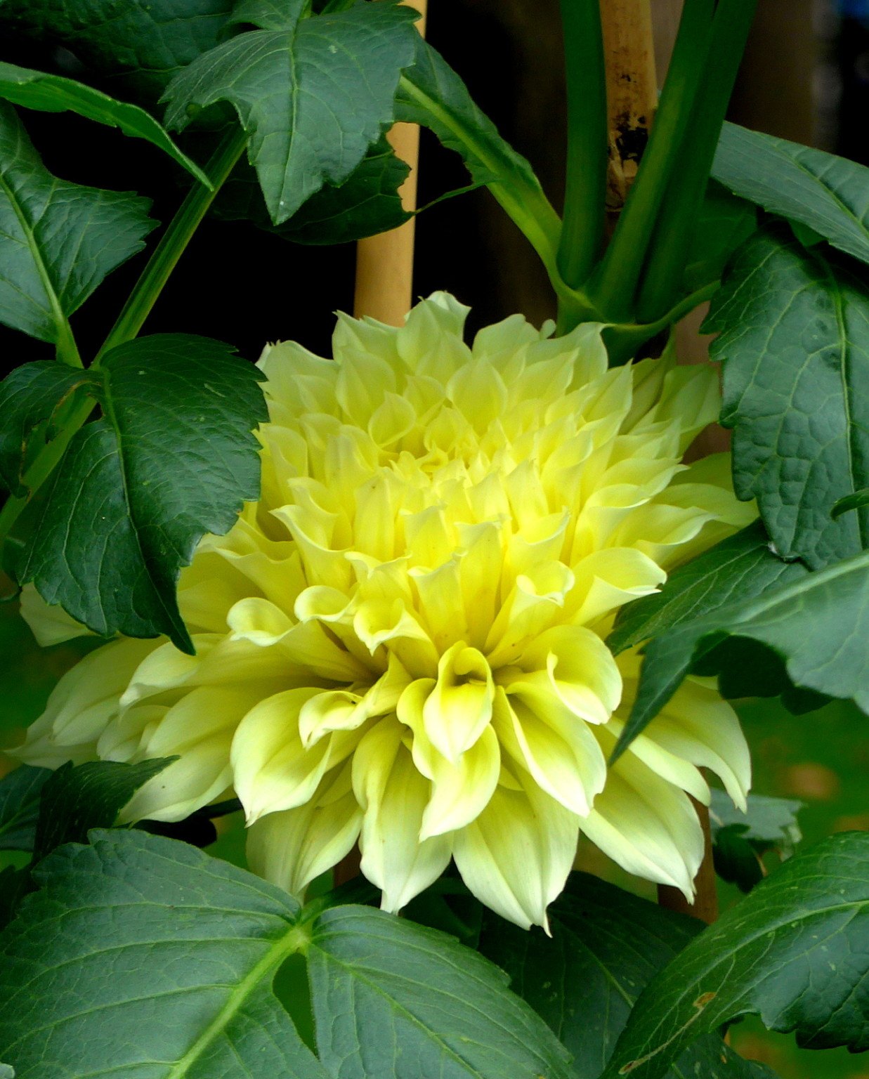 Tips for Growing and Buying Local Cut Flowers — Madison Square Park