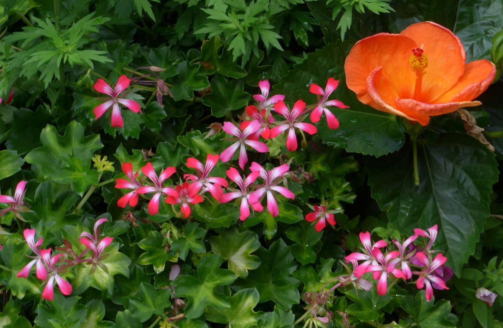 Tips for Growing and Buying Local Cut Flowers — Madison Square Park