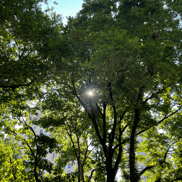 Sun In Trees Png