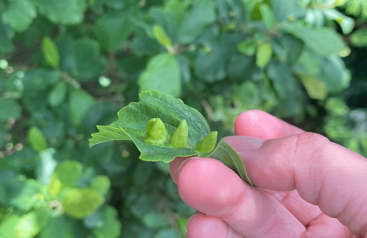 Witch Hazel Crop Png
