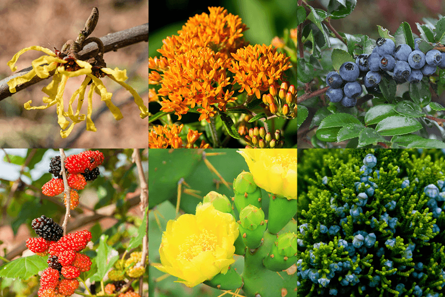 Native Plants