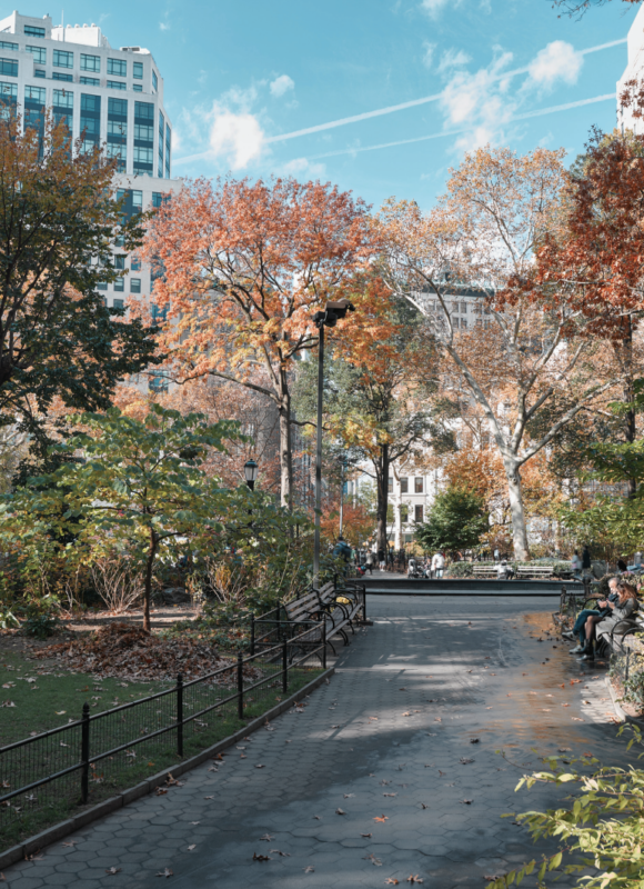 The Trees of Madison Square Park — Madison Square Park Conservancy