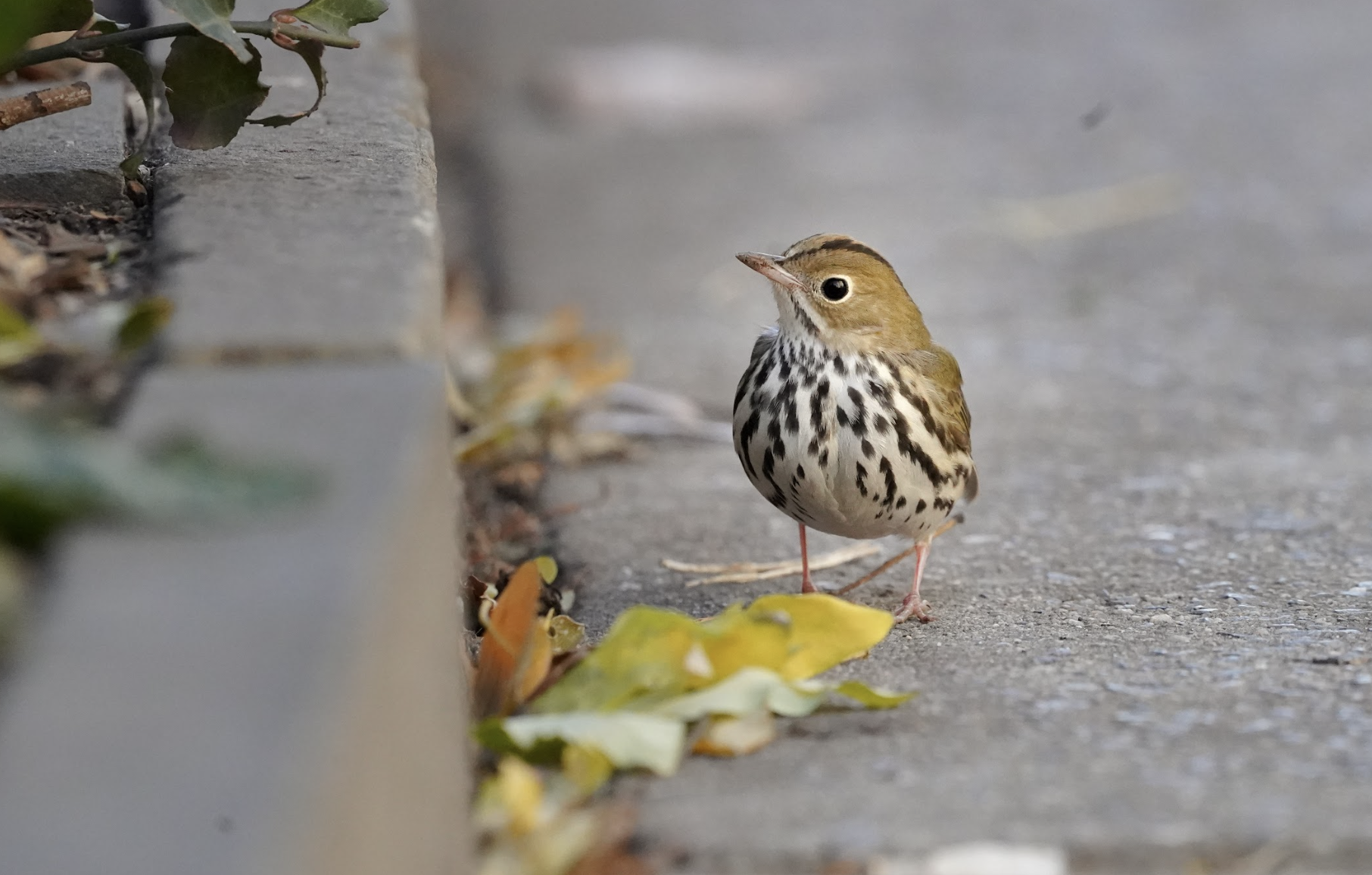 Screen Shot 2023 03 15 At 1.39.06 PM