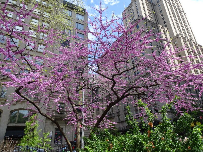 Celebrating Arbor Day 2023 — Madison Square Park Conservancy