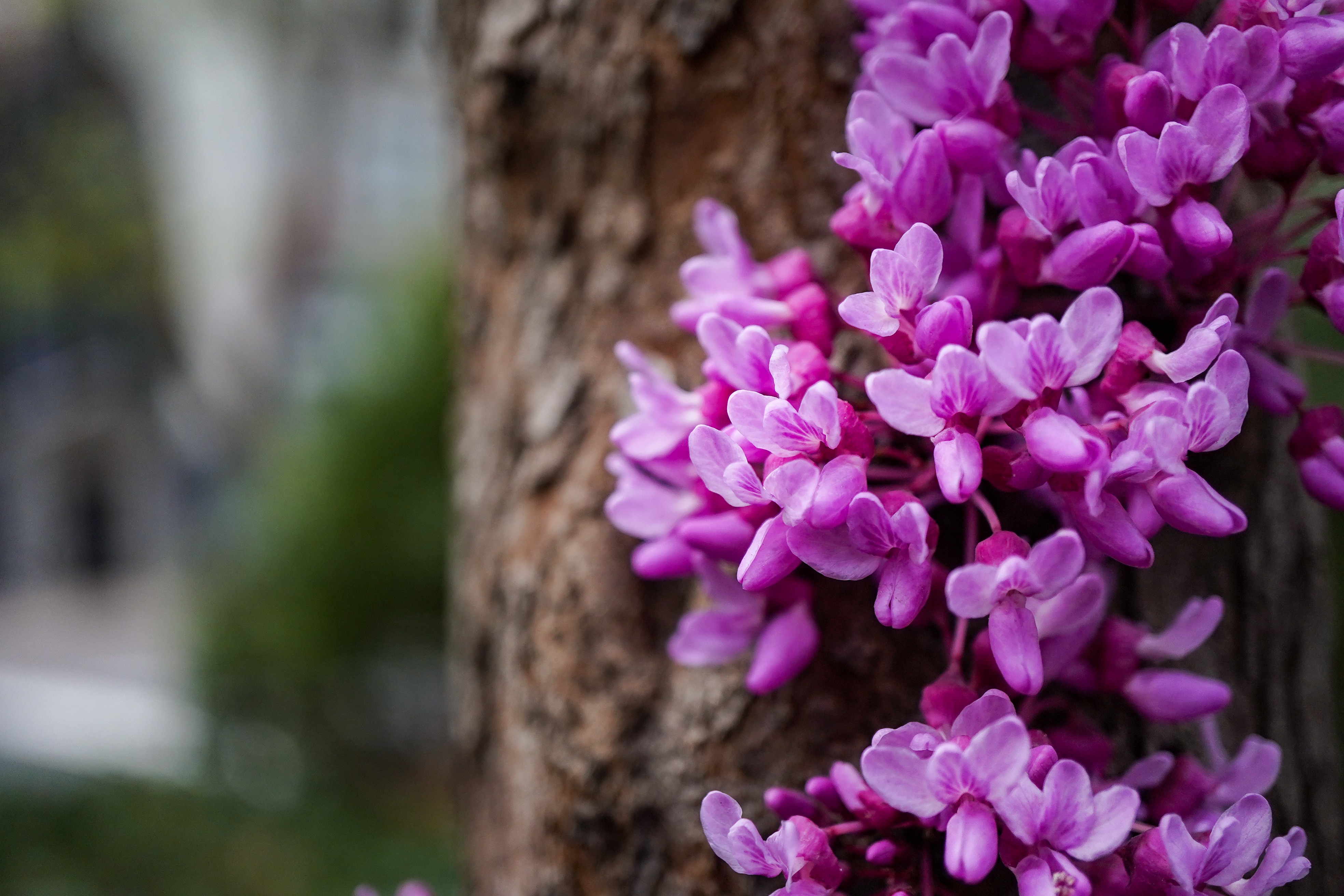 Cercis Canadensis ‘Floating Clouds’ Tree Closeup