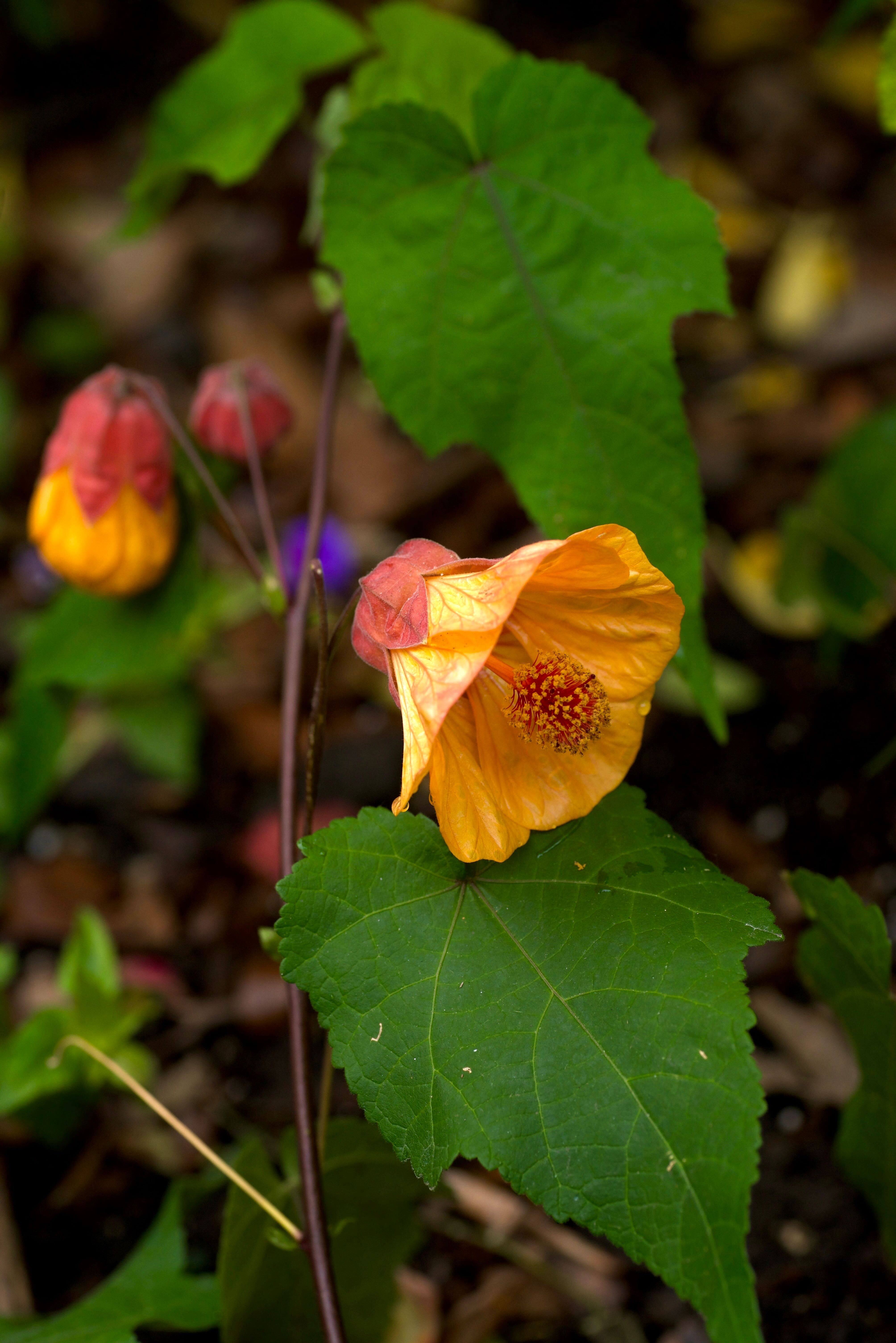Abutilon ‘Linda Vista Peach’ (1)